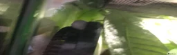Gecko reptiles for sale: Mourning Geckos & Bioactive Tank - Advert 4