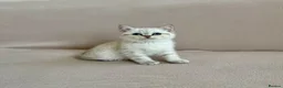 British Shorthair cats for sale: 🐾 Purebred Golden BSH kittens 🐾  in Leeds - Advert 4