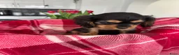 Cavalier King Charles Spaniel dogs for sale: Cavalier king charles - Advert 7