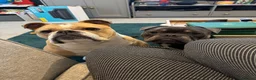 Mixed Breed dogs for sale: Beautiful year old male English x French Bulldog - Advert 5