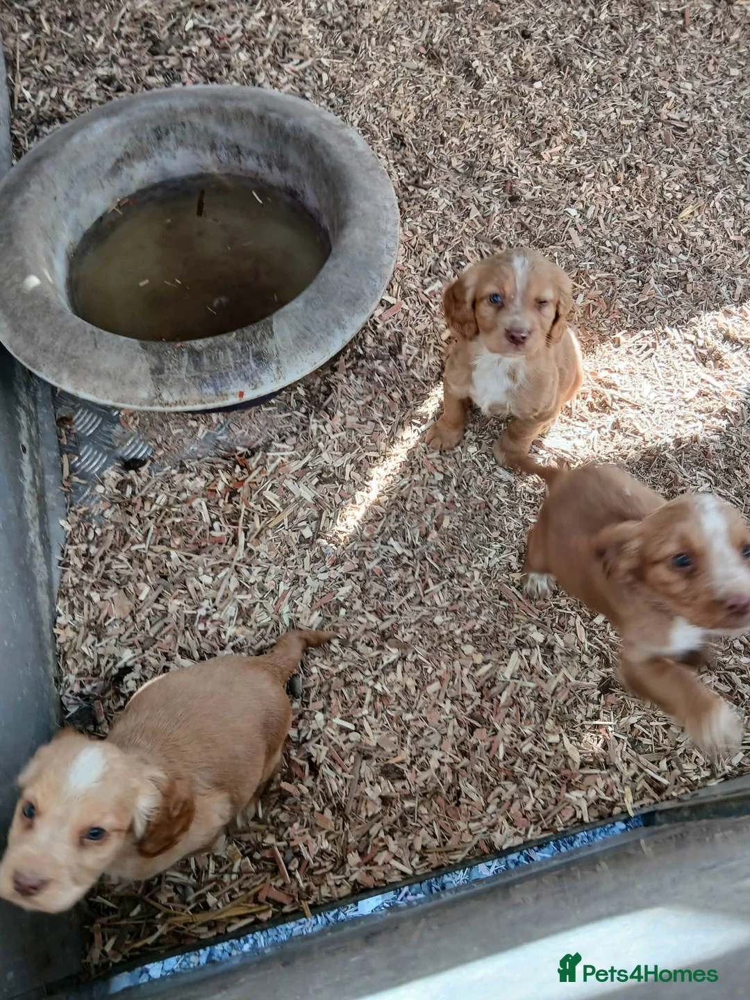 Cocker Spaniel dogs for sale: Cocker spaniel puppy’s ready now!! - Advert 1
