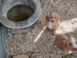 Cocker Spaniel dogs Cocker spaniel puppy’s ready now!! - Advert 1
