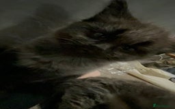 Mixed Breed cats for sale: 1 handsome boy for sale - Image 6