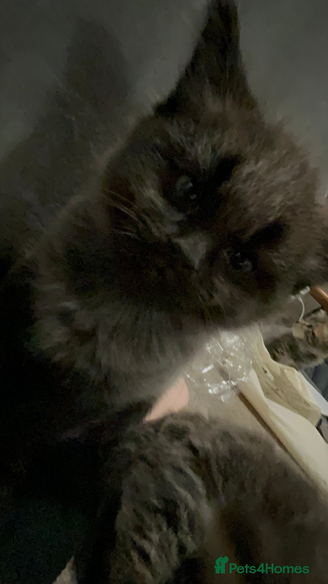 Mixed Breed cats for sale: 1 handsome boy for sale - Image 6