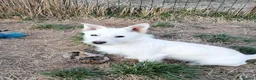 Mixed Breed dogs for adoption: ❤️SNOWY❤️– SMALL, SWEET & SOCIAL GIRL - Advert 10