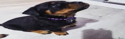 Rottweiler dogs for sale: QUALITY FEMALES AVALIBLE NOW (all sold)   - Advert 32