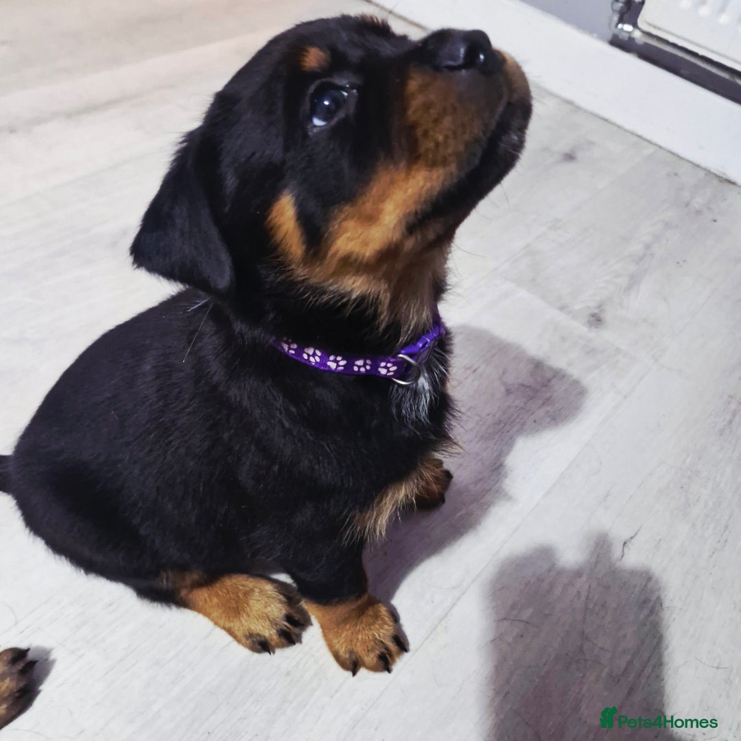 Rottweiler dogs for sale: QUALITY FEMALES AVALIBLE NOW (all sold)   - Advert 32