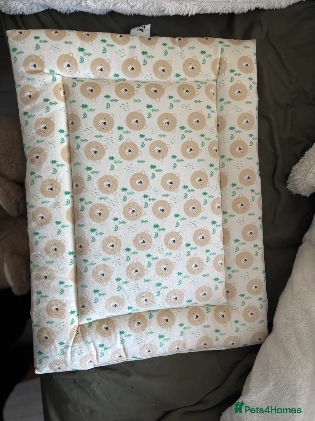 Chorkie dogs for sale: Cutest male Chorkie puppy - extra goodies included - Advert 3