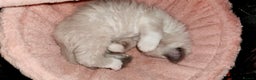 Ragdoll cats for sale: Ragdoll kitten Bluepoint beautiful  - Advert 6