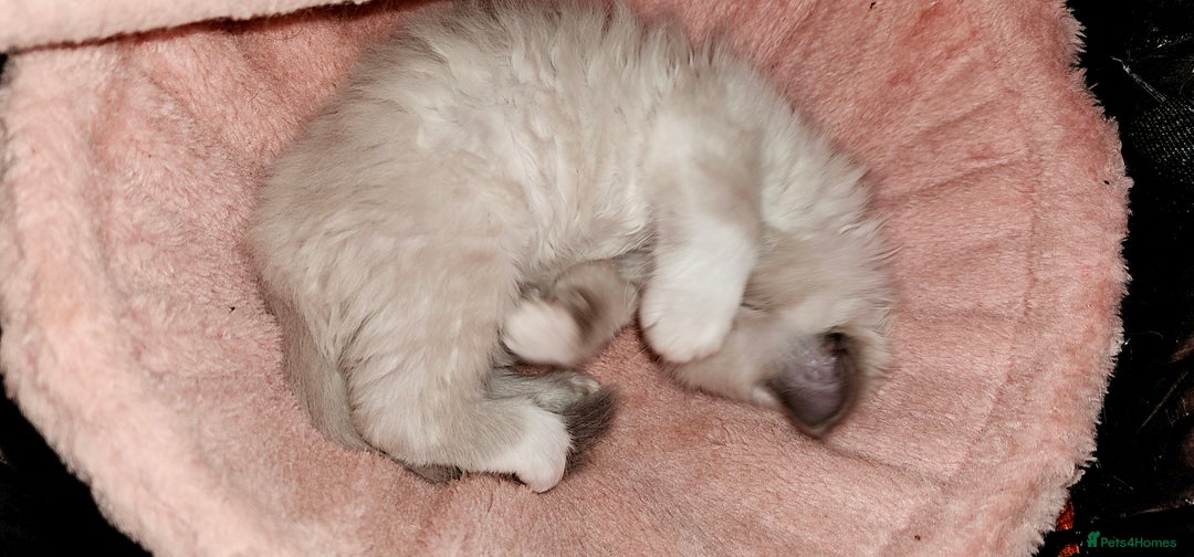 Ragdoll cats for sale: Ragdoll kitten Bluepoint beautiful  - Advert 6