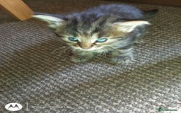 Norwegian Forest Cat cats for sale: 4 11 week old kittens  - Image 20