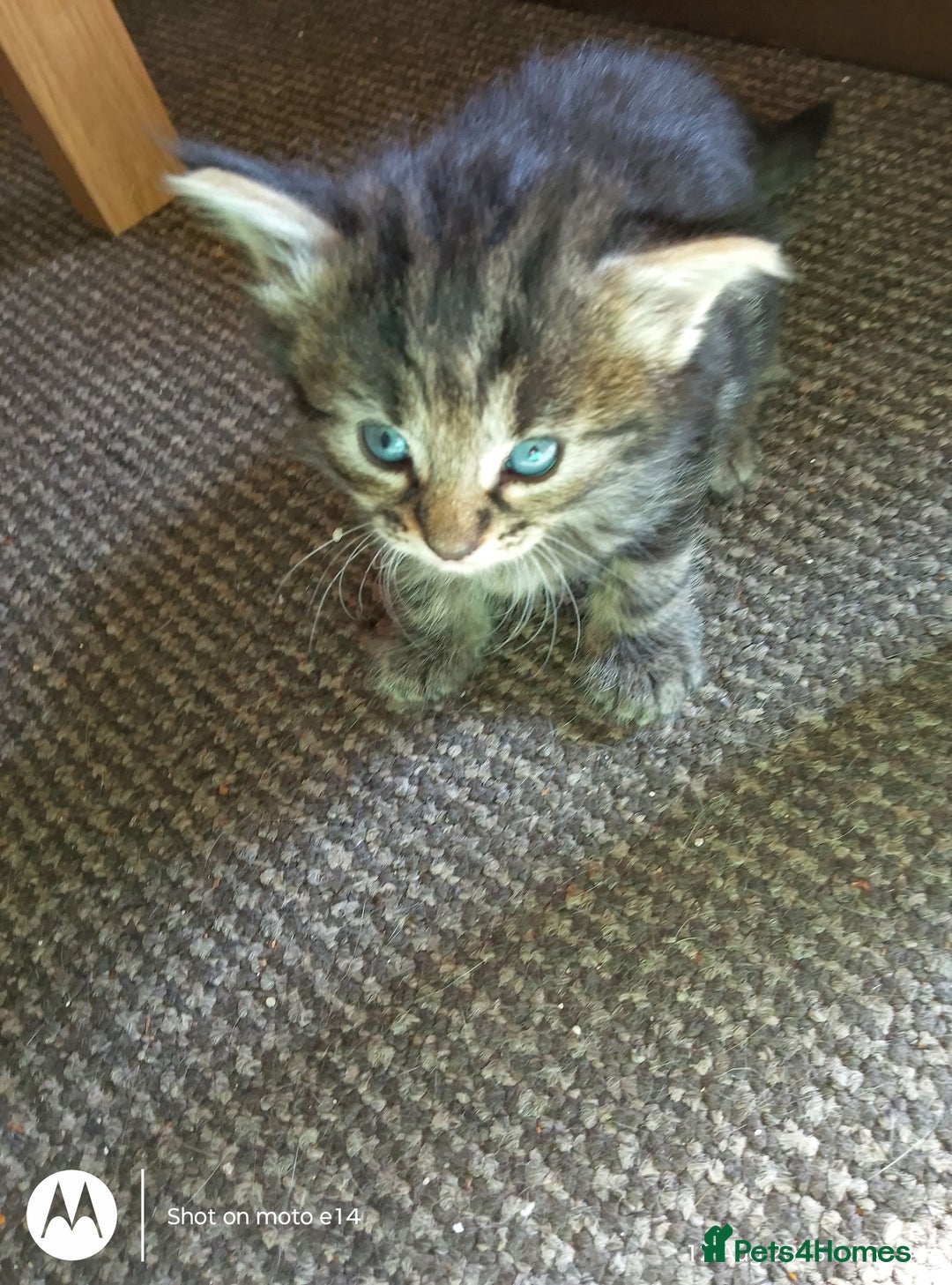 Norwegian Forest Cat cats for sale: 4 11 week old kittens  - Image 20