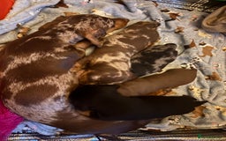 Miniature Dachshund dogs for sale: 3 boys and 1 girl  - Image 2