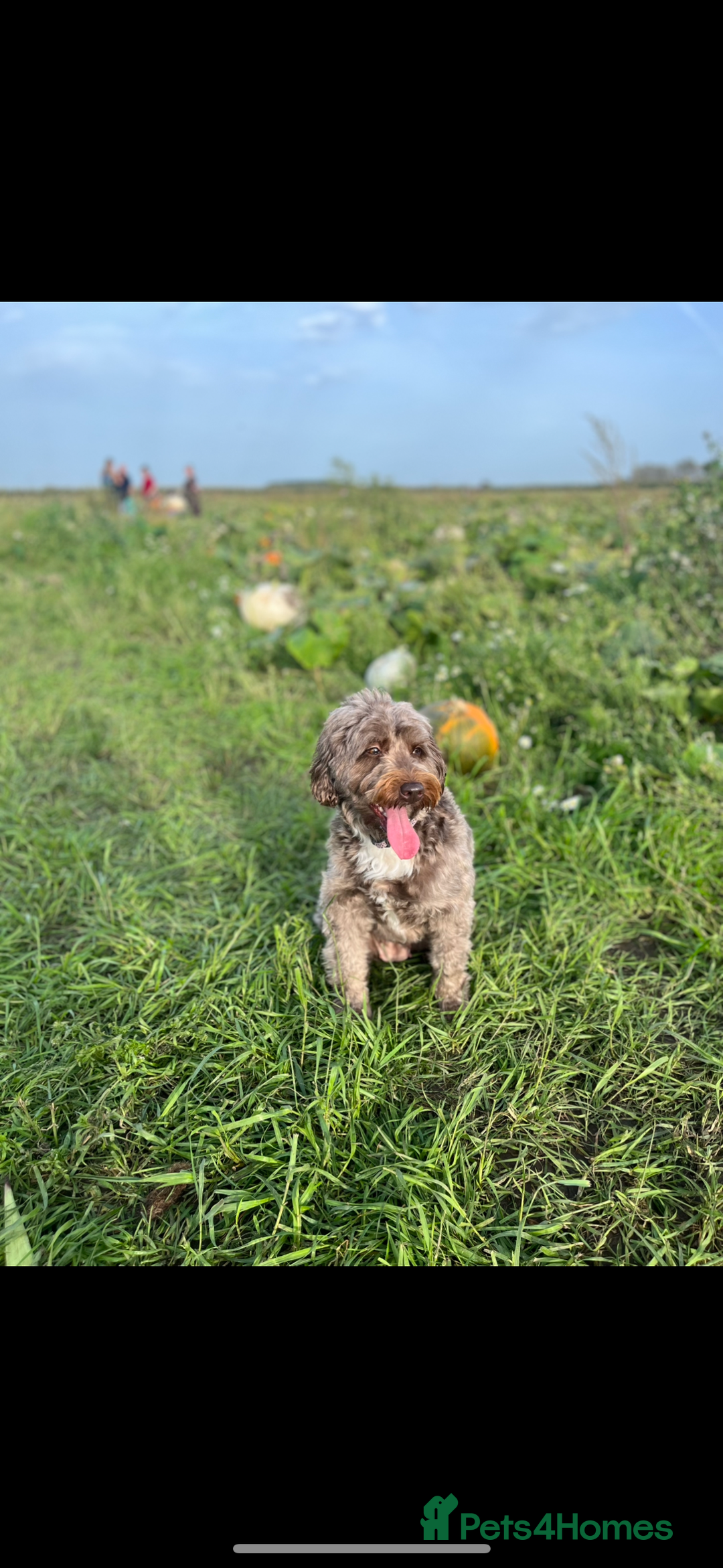 Cockapoo dogs for sale: Two beautiful girls  💞 - Image 6
