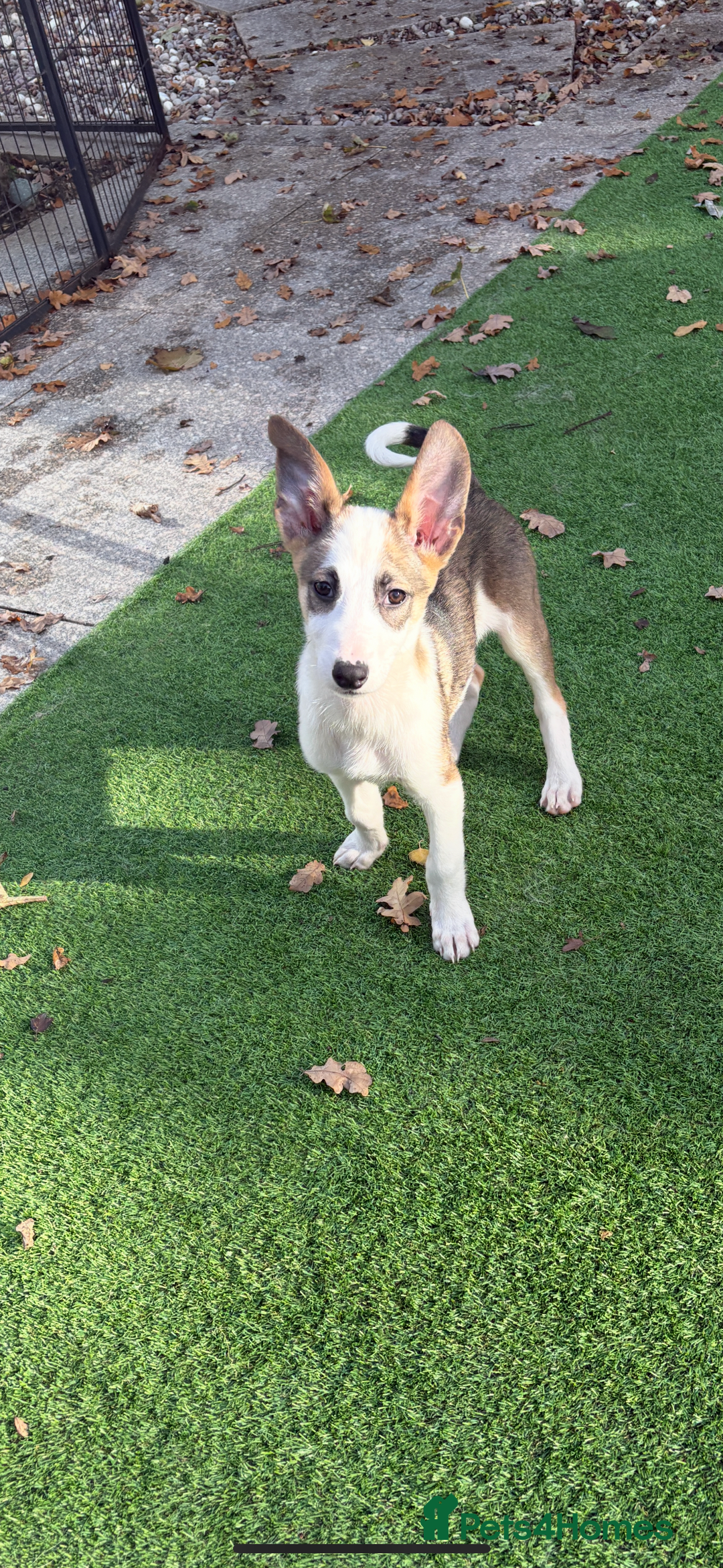 Mixed Breed dogs for sale: Cute puppy is looking for his forever home - Advert 5