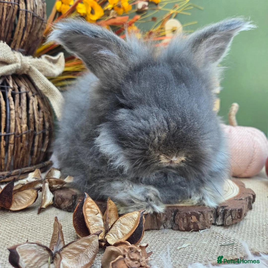 Angora rabbits for sale: Last 2 English Angora Bucks - Advert 8