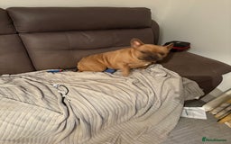 French Bulldog dogs for sale: Liddie  - Image 10