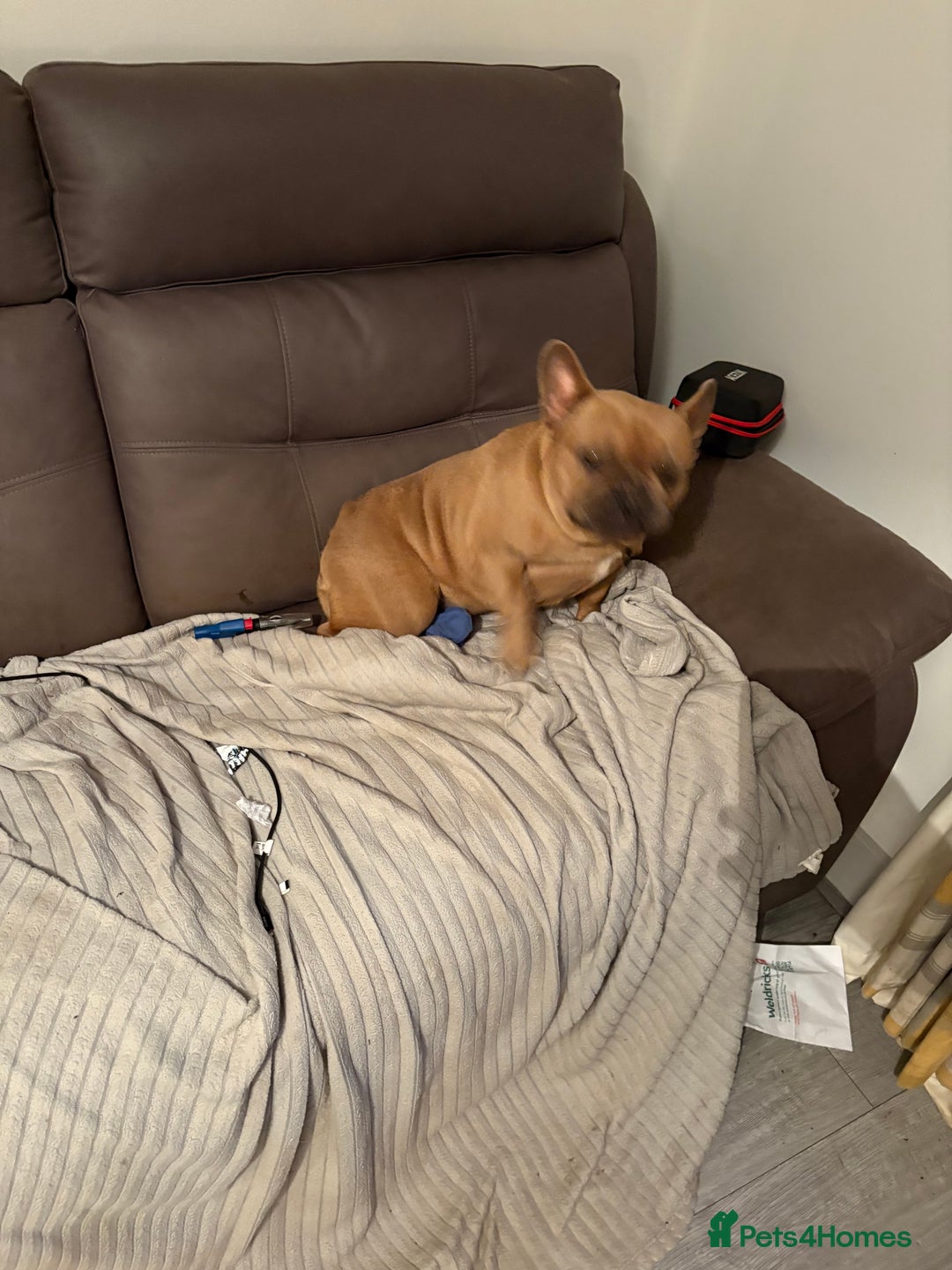 French Bulldog dogs for sale: Liddie  - Image 10