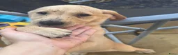 Labrador Retriever dogs for sale: Labrador  in York - Advert 4