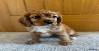 Cavalier King Charles Spaniel dogs - Advert 4