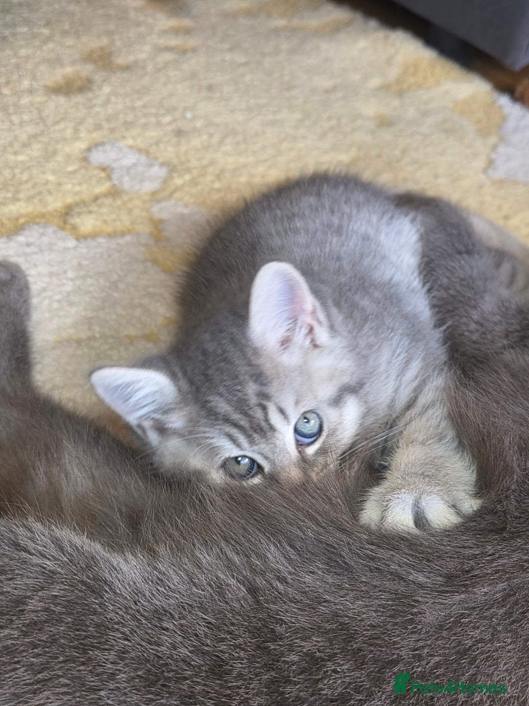 British Shorthair cats for sale:  🐾 Only 1 Adorable British Shorthair Kitten Left! - Advert 20