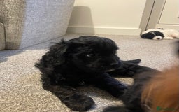 Cavapoo dogs for sale: BEAUTIFUL Toy Cavapoos! - Image 30