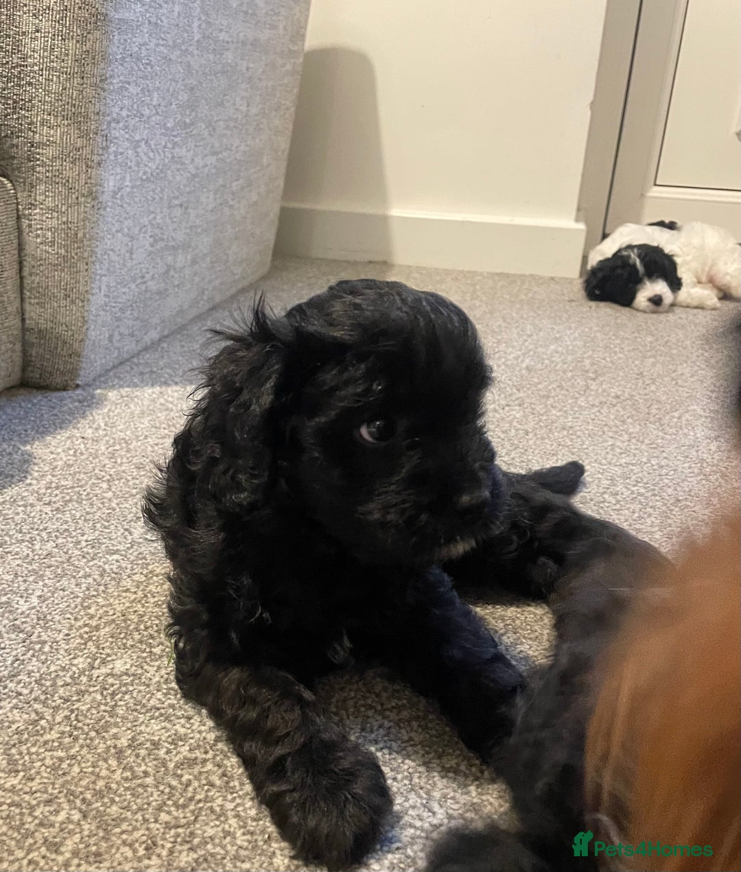 Cavapoo dogs for sale: BEAUTIFUL Toy Cavapoos! - Image 30