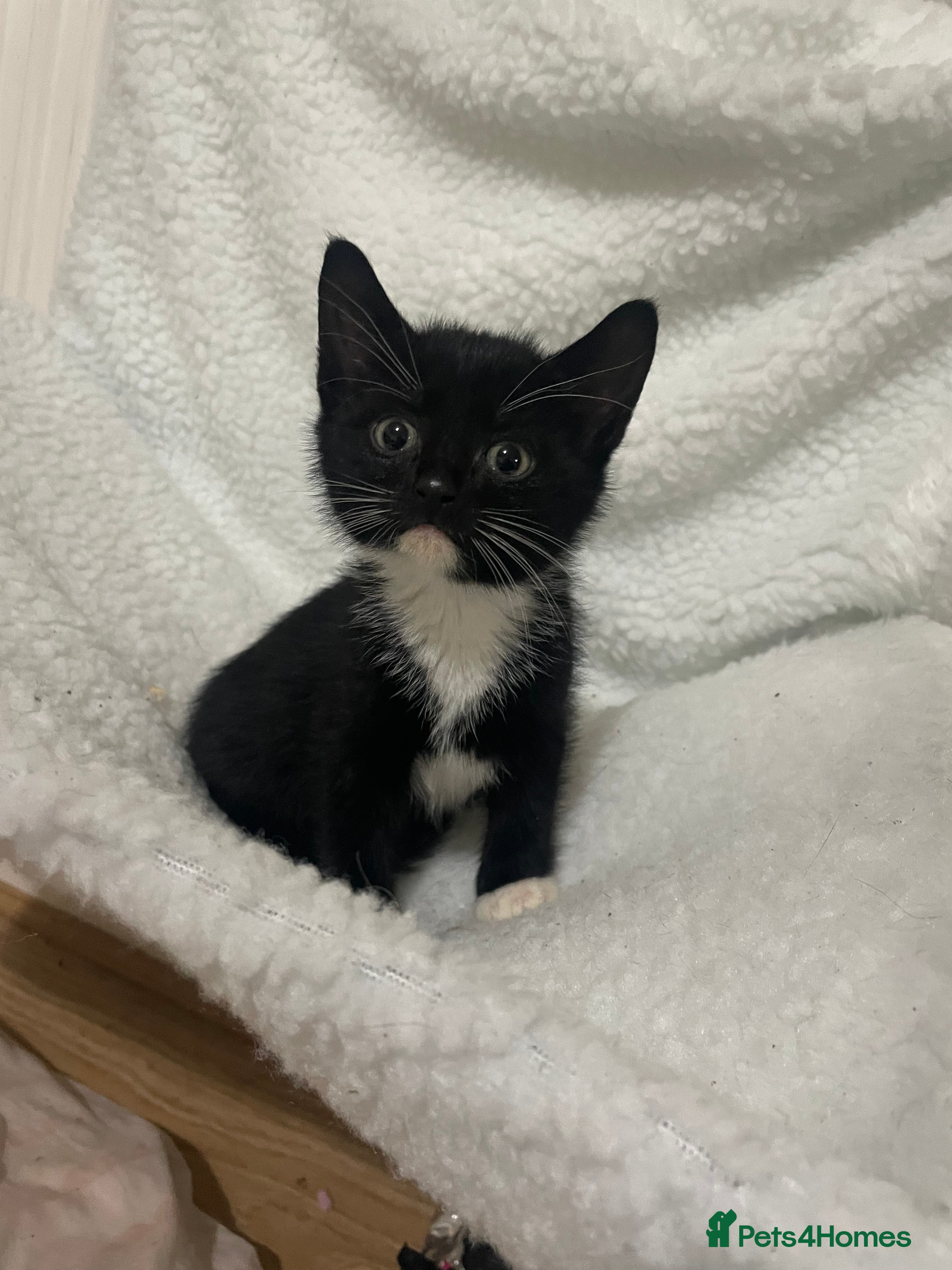 Domestic Shorthair cats Kittens ready today! - Advert 11
