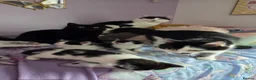 Mixed Breed cats for sale: One male and one female kitten available  - Advert 3