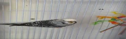 Budgerigars birds for sale: FREE 2 female budgie in Hornchurch - Advert 3
