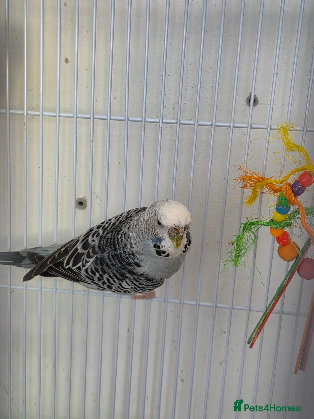 Budgerigars birds for sale: FREE 2 female budgie in Hornchurch - Advert 3