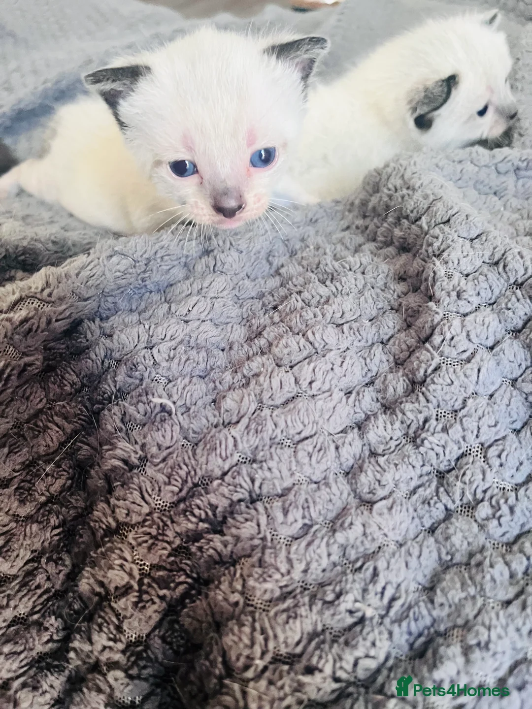 Mixed Breed cats for sale: Beautiful Siamese, Black, and Black/White Kittens  - Advert 23