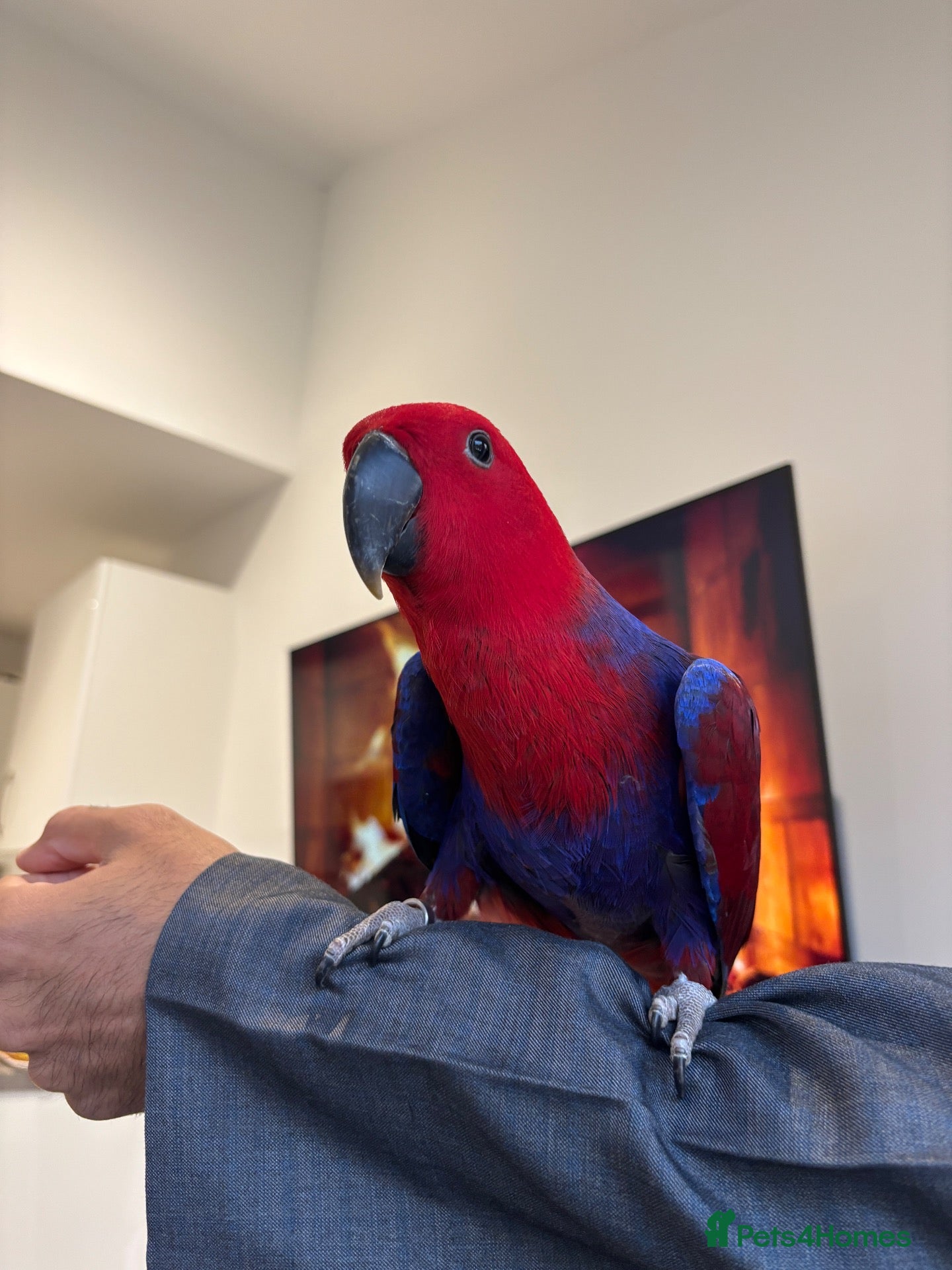 Parrots birds Super tame baby eclectus - Advert 2