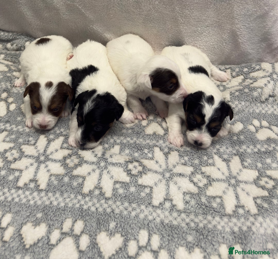 Jack Russell dogs for sale: Bred From Health Tested Parents - Advert 17