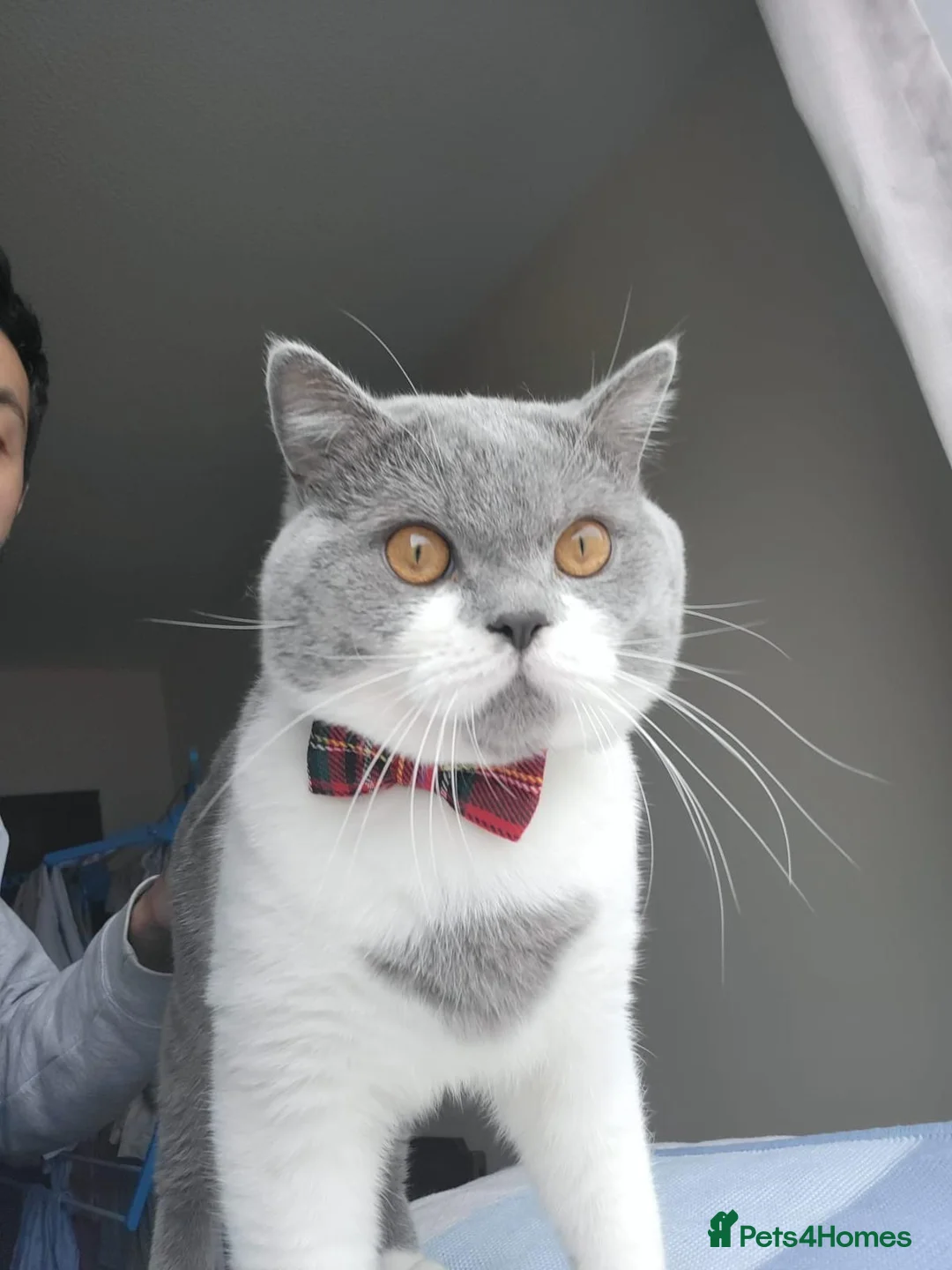 British Shorthair cats for sale: Kimo  - Advert 2