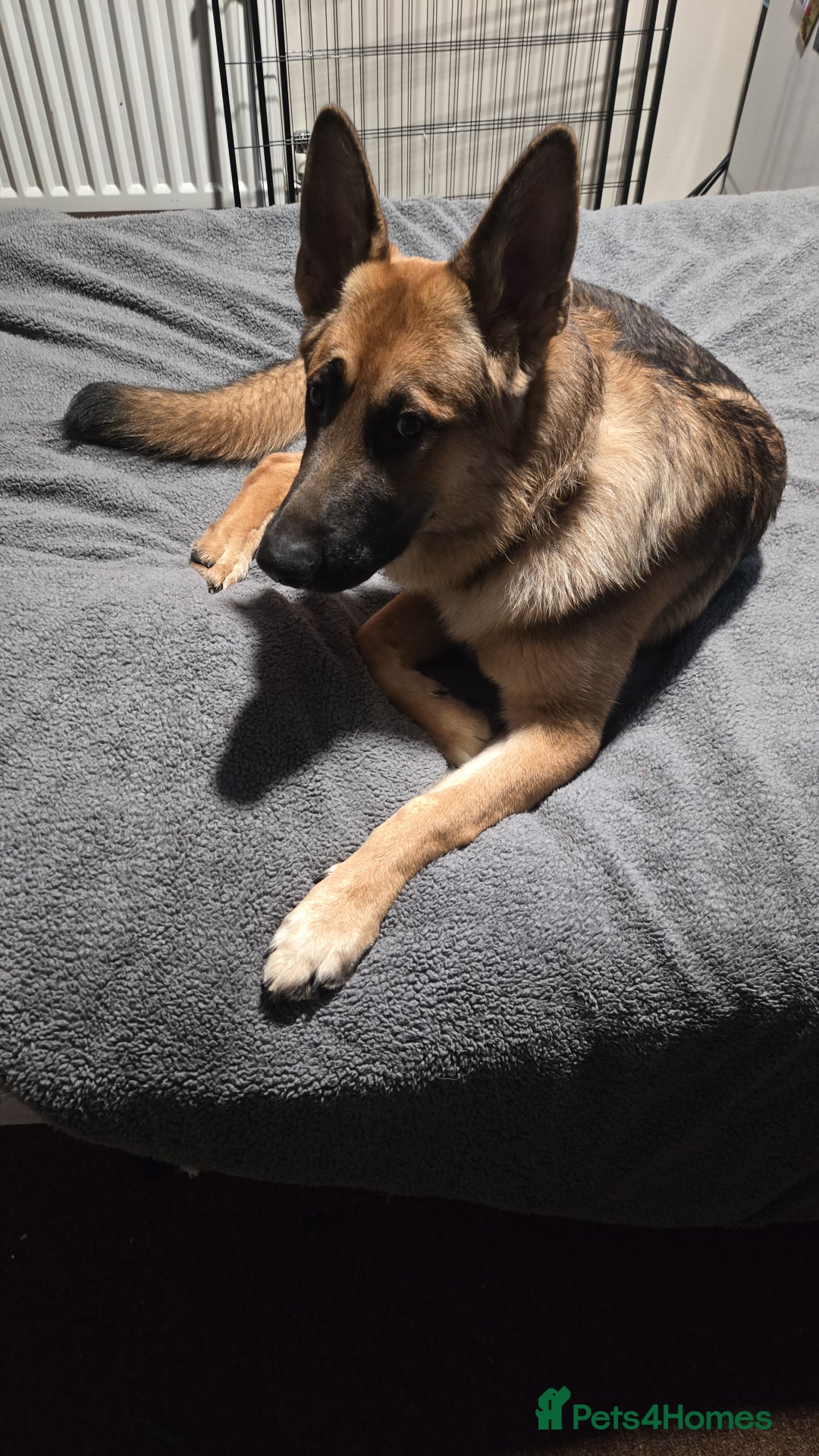 German Shepherd dogs for sale: Lovely German Shepherd named Rory - Advert 3