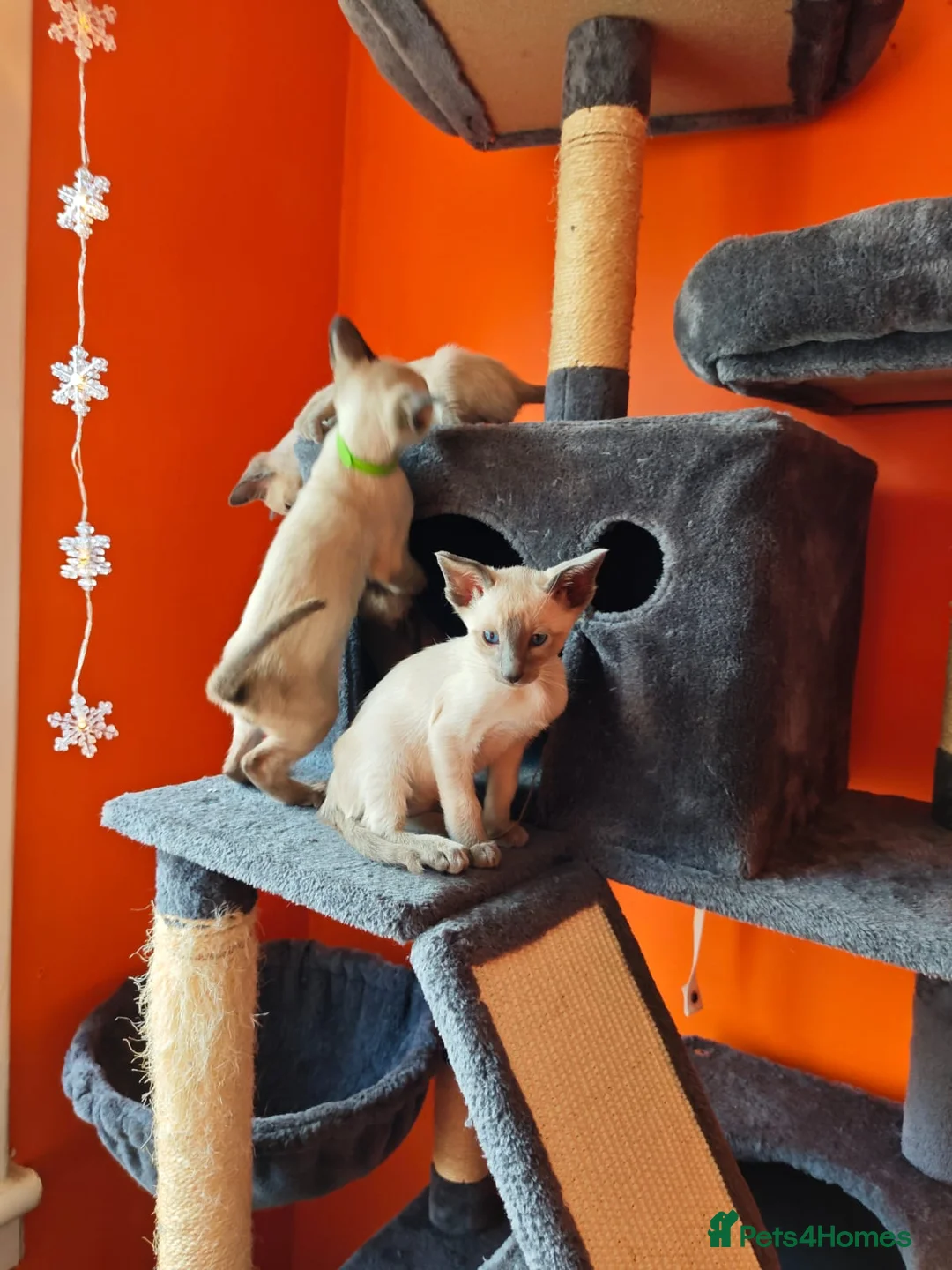 Siamese cats for sale: Gorgeous Siamese kittens!! - Advert 10