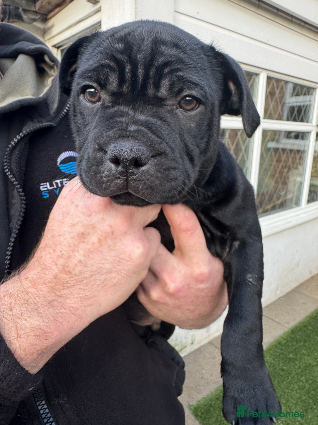 Staffordshire Bull Terrier dogs for sale: Champion Beautiful Black Staffy Puppies  - Advert 13