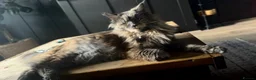 Maine Coon cats for sale: Female Dilute Tortie Maine Coon Cross - Advert 17