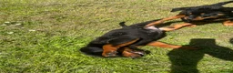 Rottweiler dogs for sale: Puppies - Advert 19
