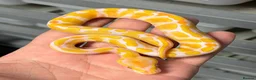 Python Snake reptiles for sale: Various royal pythons from £25 upwards  - Advert 14
