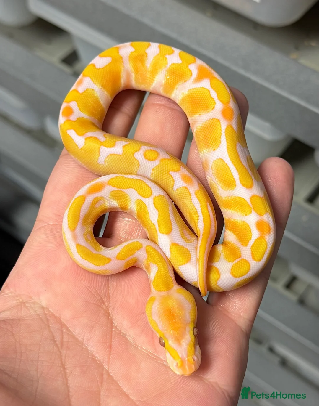 Python Snake reptiles for sale: Various royal pythons from £25 upwards  - Advert 14