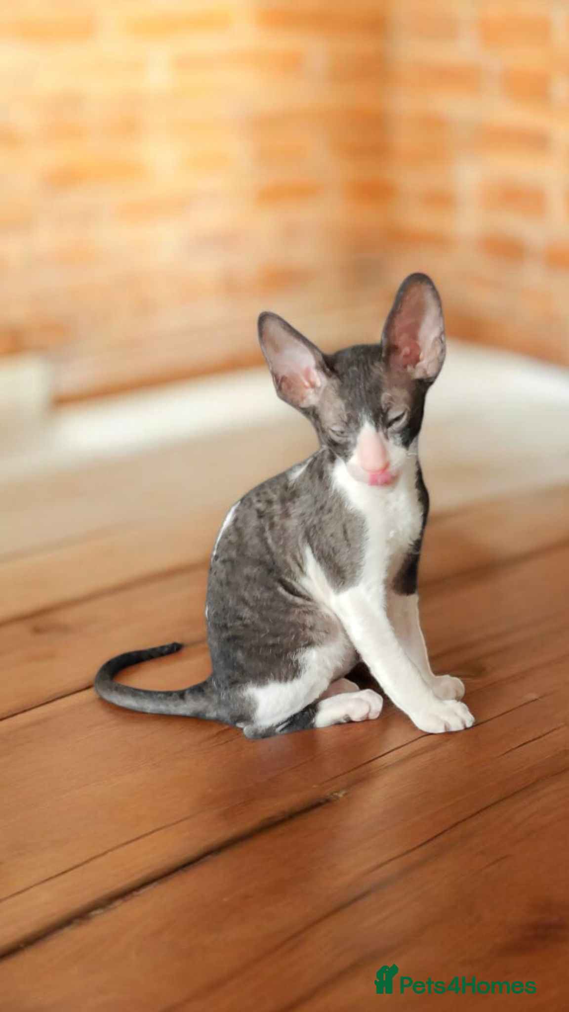 Cornish Rex cats Cornish Rex kitten  - Advert 1