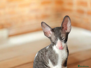 Cornish Rex cats Cornish Rex kitten - Advert 1