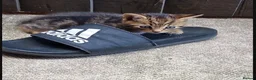 Domestic Shorthair cats for sale: 8 week old kittens - Advert 6