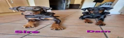 Dobermann dogs for sale: Fantastic KC Dobermann Puppies  - Advert 20