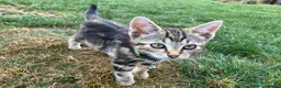 Bengal cats for sale: Two gorgeous bengal boys left READY NOW - Advert 16