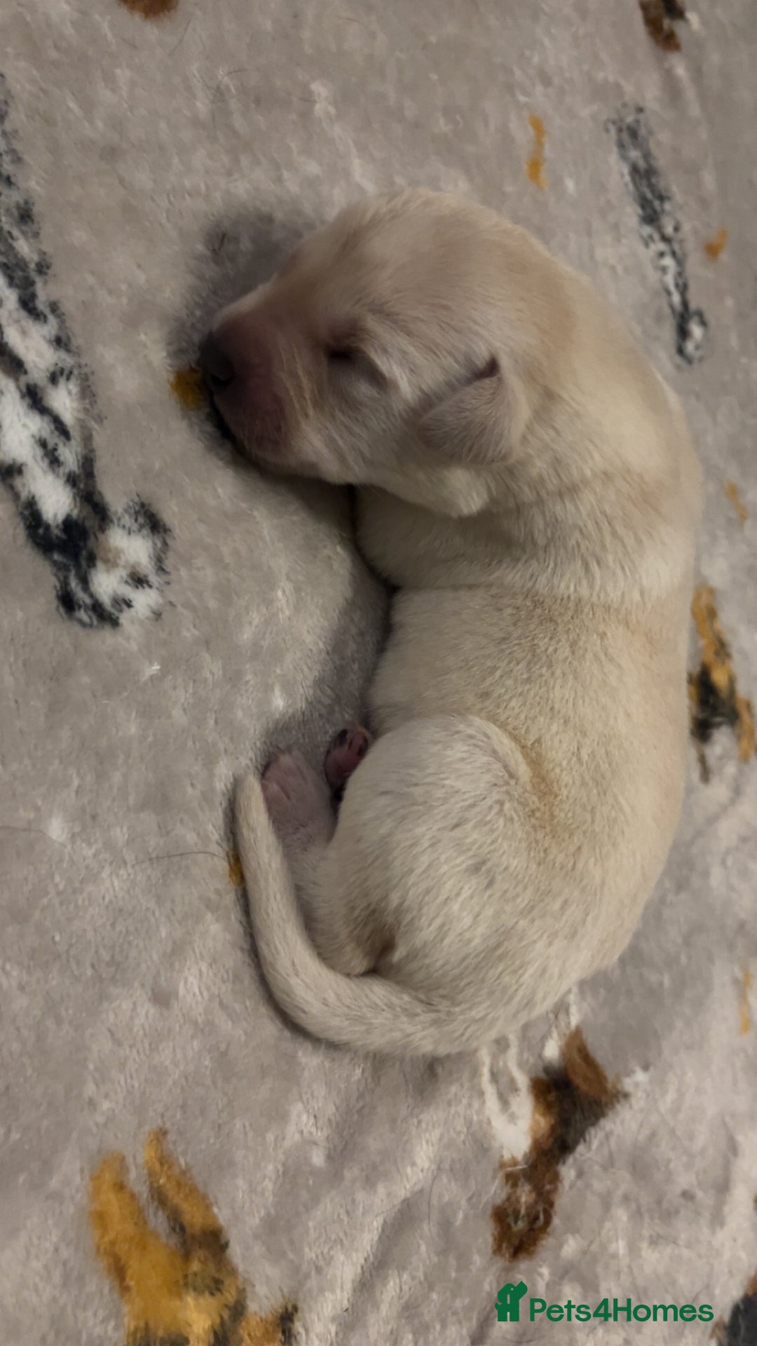 Labrador Retriever dogs for sale: Most beautiful litter of Labradors  - Image 18