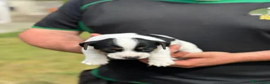 Jack Russell 1