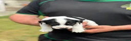 Jack Russell dogs for sale: Jack Russell puppies - Advert 8